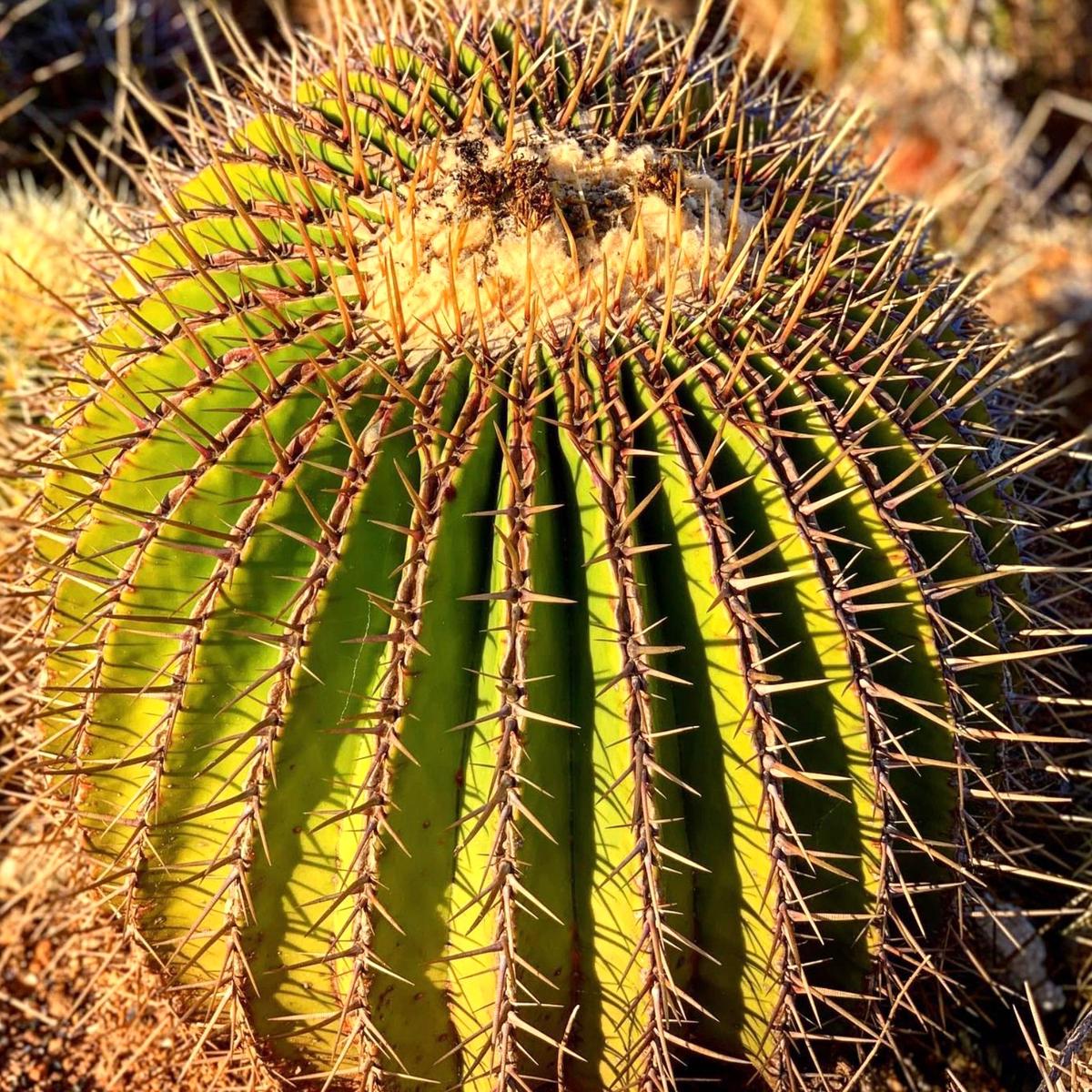Echinocactus visnaga SEEDS