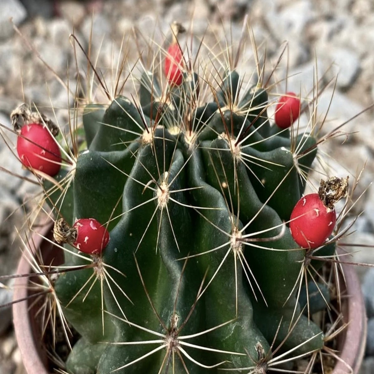 Hamatocactus setispinus SEEDS