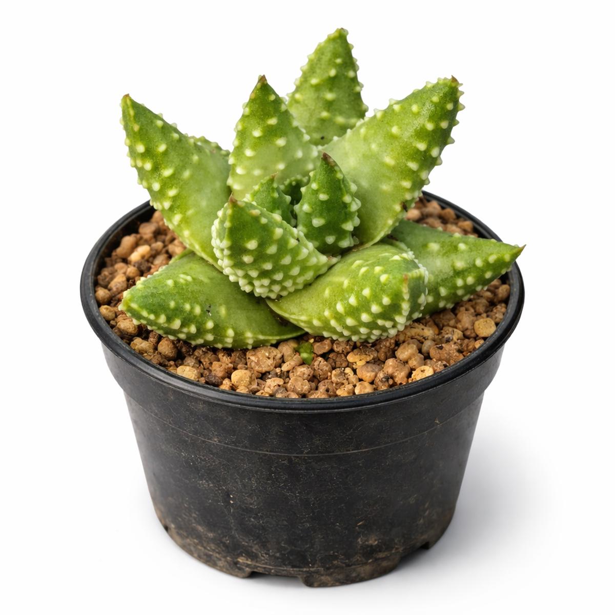 Haworthia magaretifera SEEDS