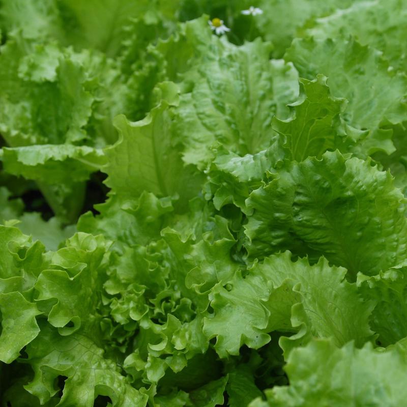 Lettuce Australian Yellow Leaf Vegetable | X 200 Seeds