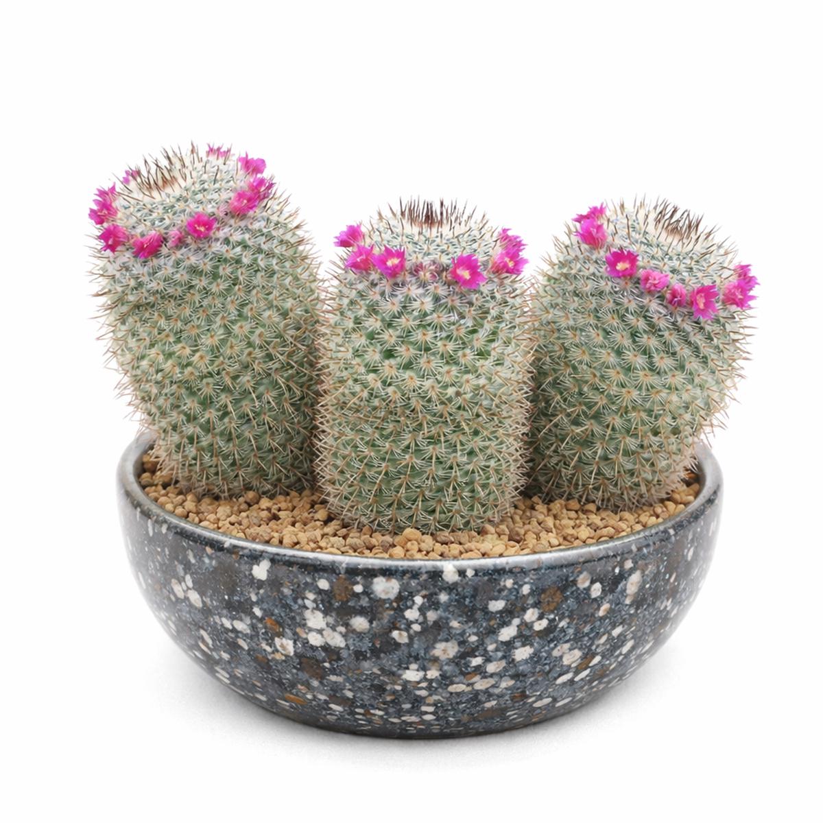 Mammillaria elegans SEEDS - 1000 Seeds