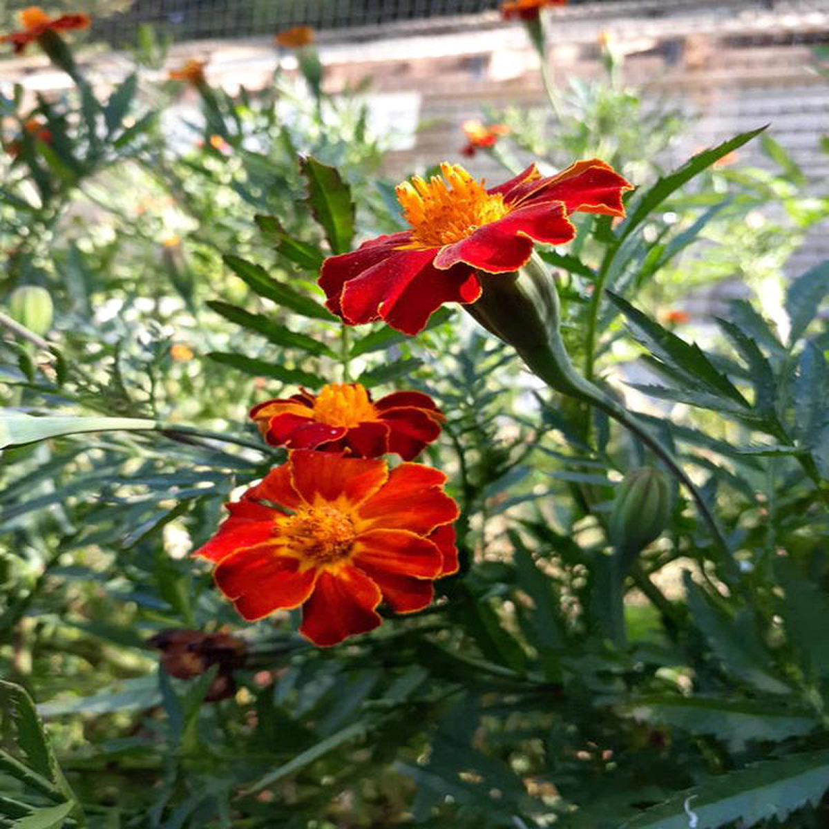 Marigold Taj Mahal 8211 Eagleridge Seeds