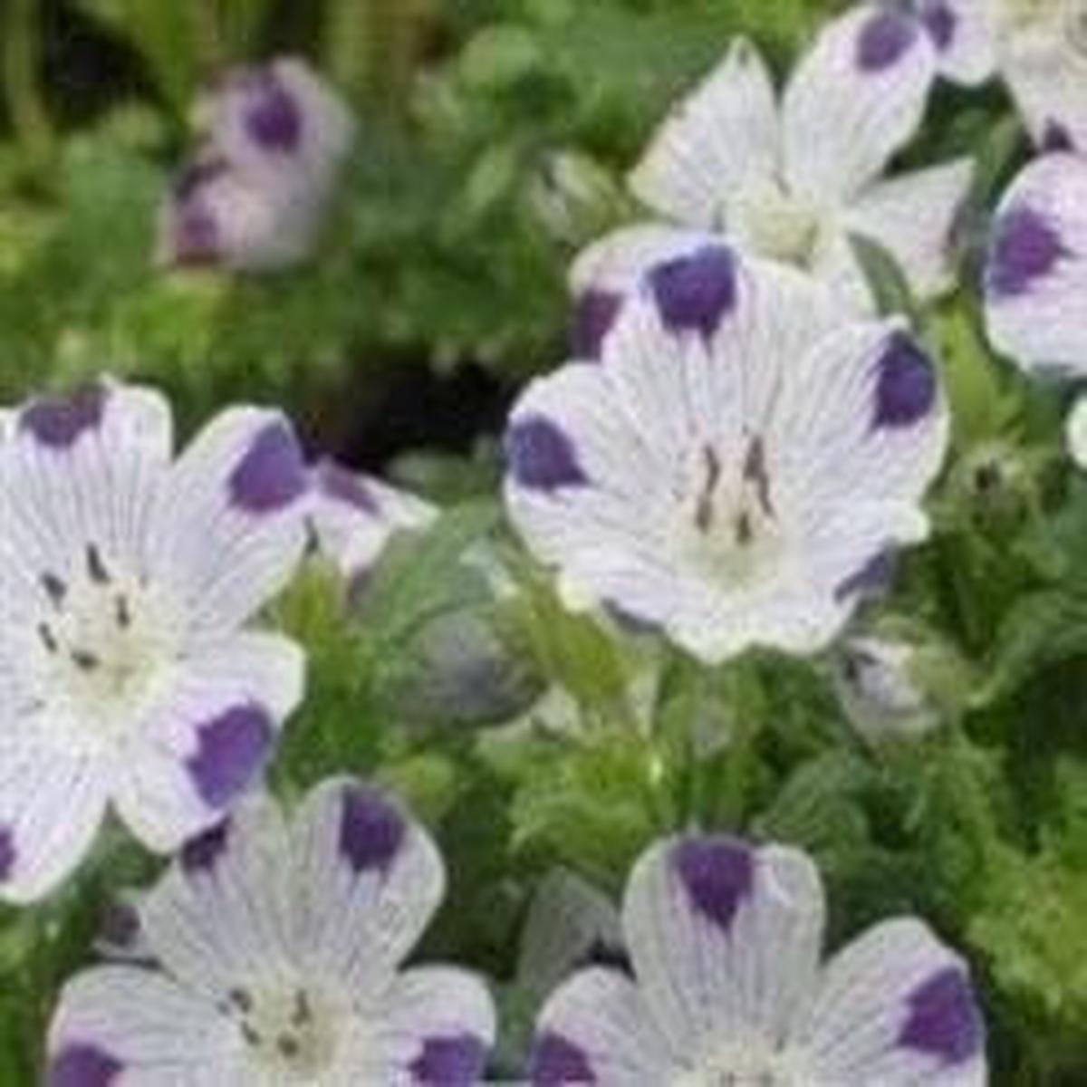 Nemophila Maculate Five Spot Seeds