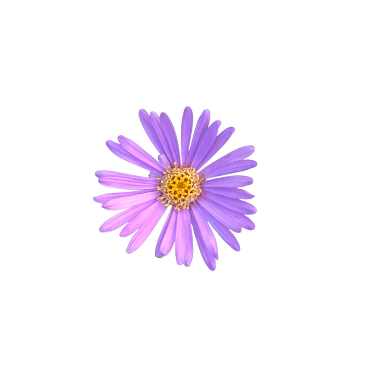 New England Aster Seeds | OSC Seeds