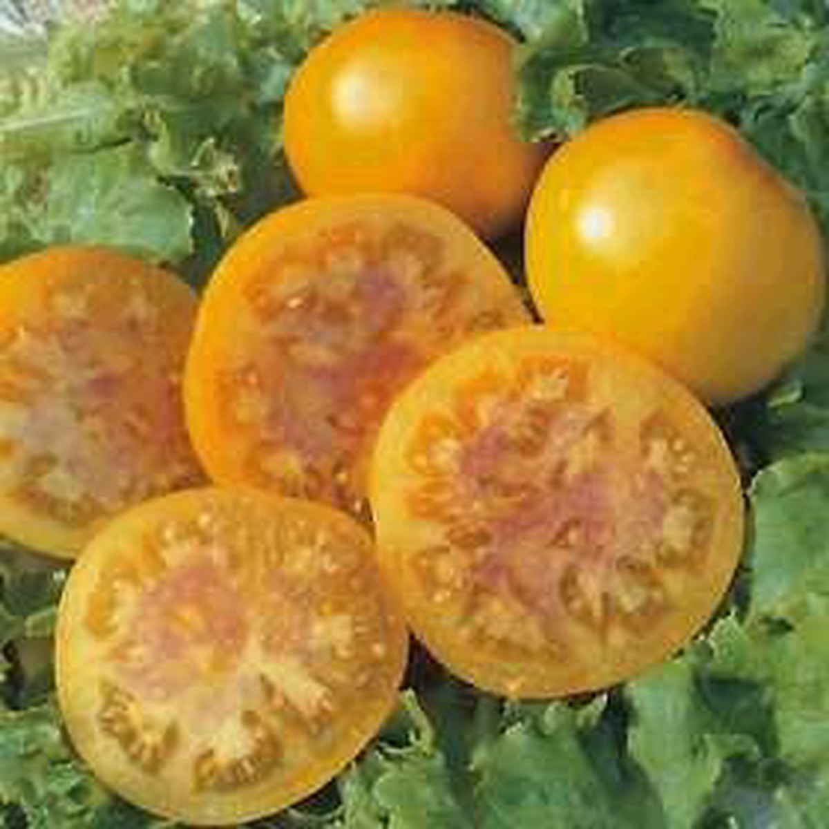 Pink Grapefruit Tomato 15 Seeds -Yellow Skin -LOW ACID!