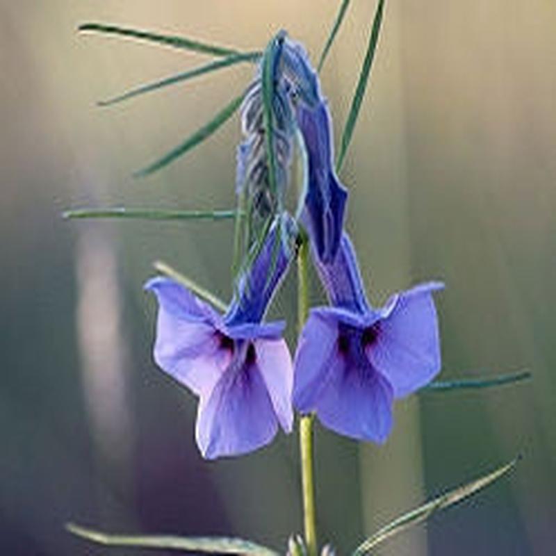 Sesamum Triphyllum - Indigenous South African Perrenial Shrub - 10 Seeds
