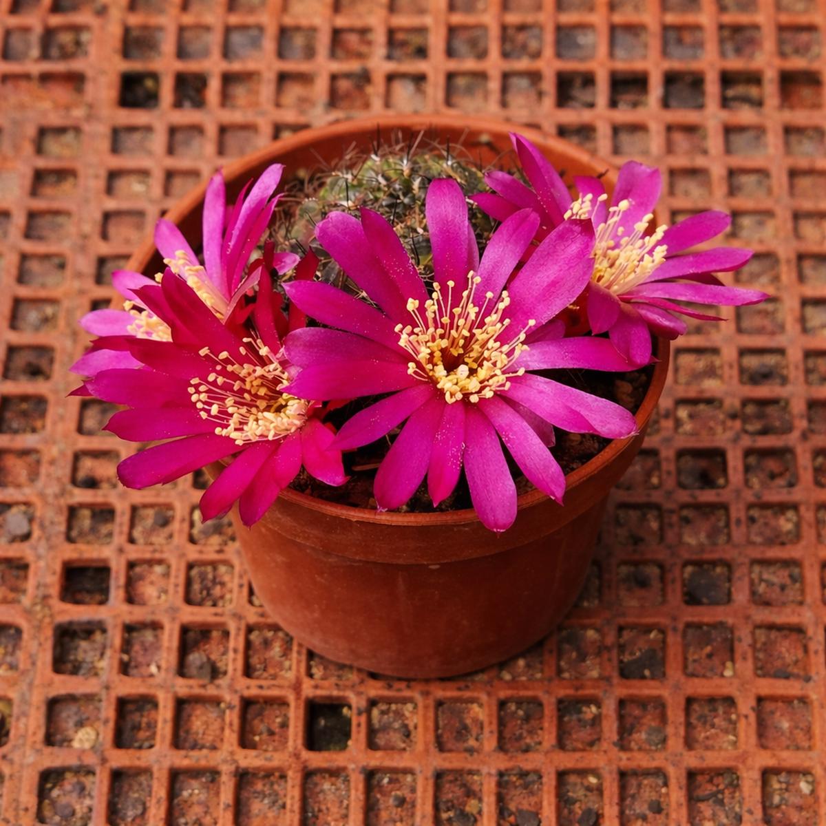 Sulcorebutia tiraquensis SEEDS