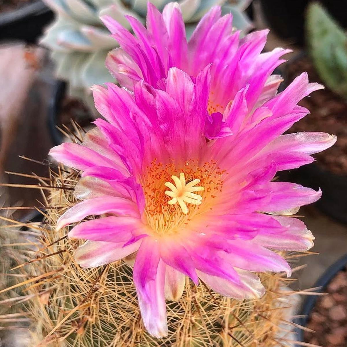 Thelocactus hastifer SEEDS