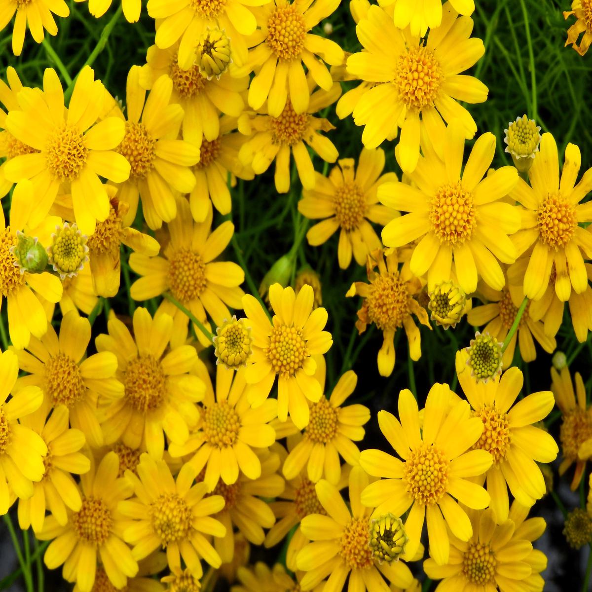 1000 DAHLBERG DAISY Thymophylla Tenuiloba Yellow Flower Seeds - aka Golden Fleece, Gold Carpet, Shooting Star