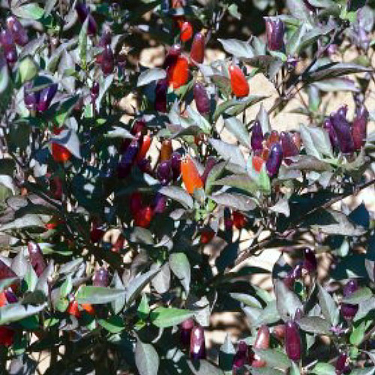 Black Olive Hot Pepper 10 Seeds - Ornamental and Edible