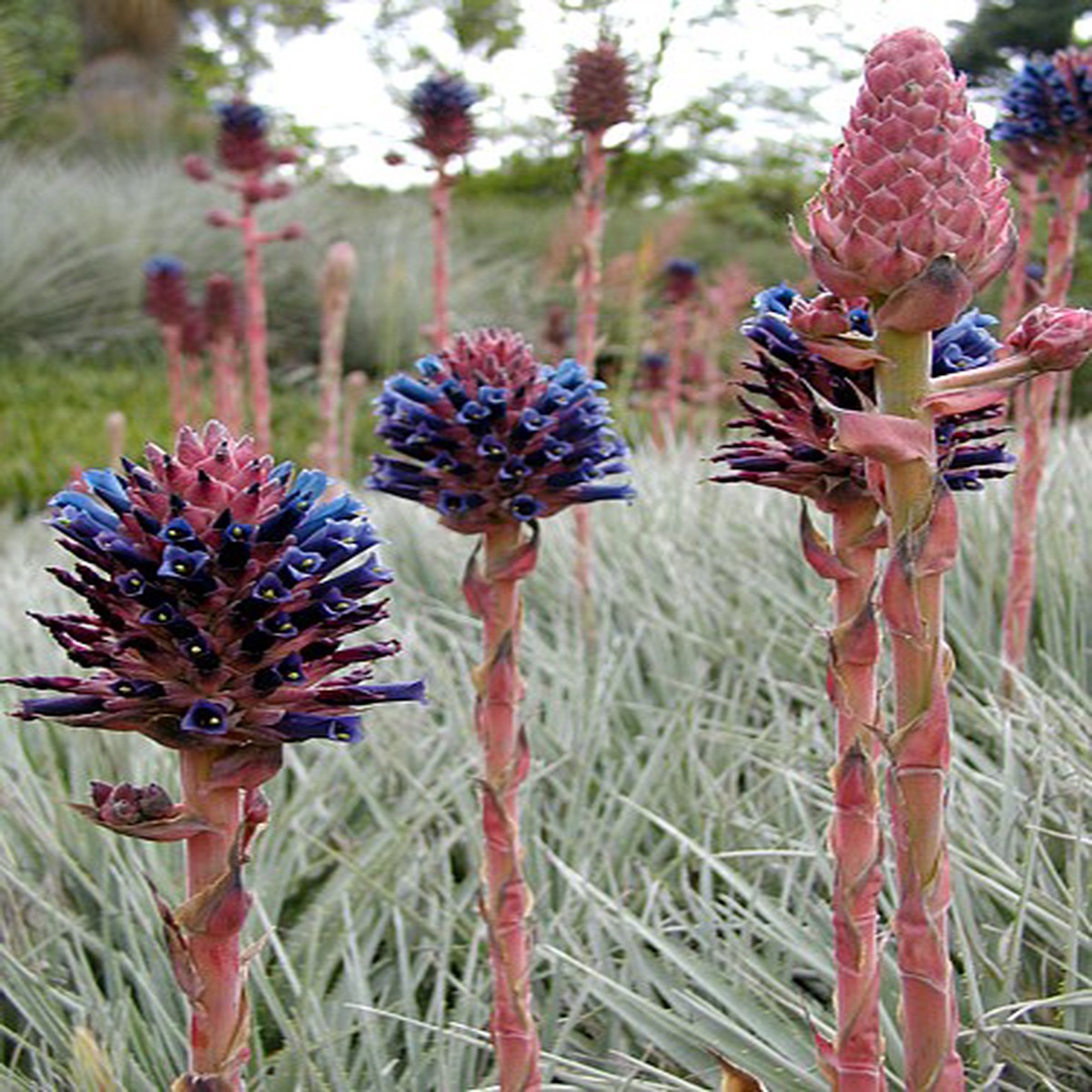 Chagualillo Chico - Puya venusta - 10 Seeds