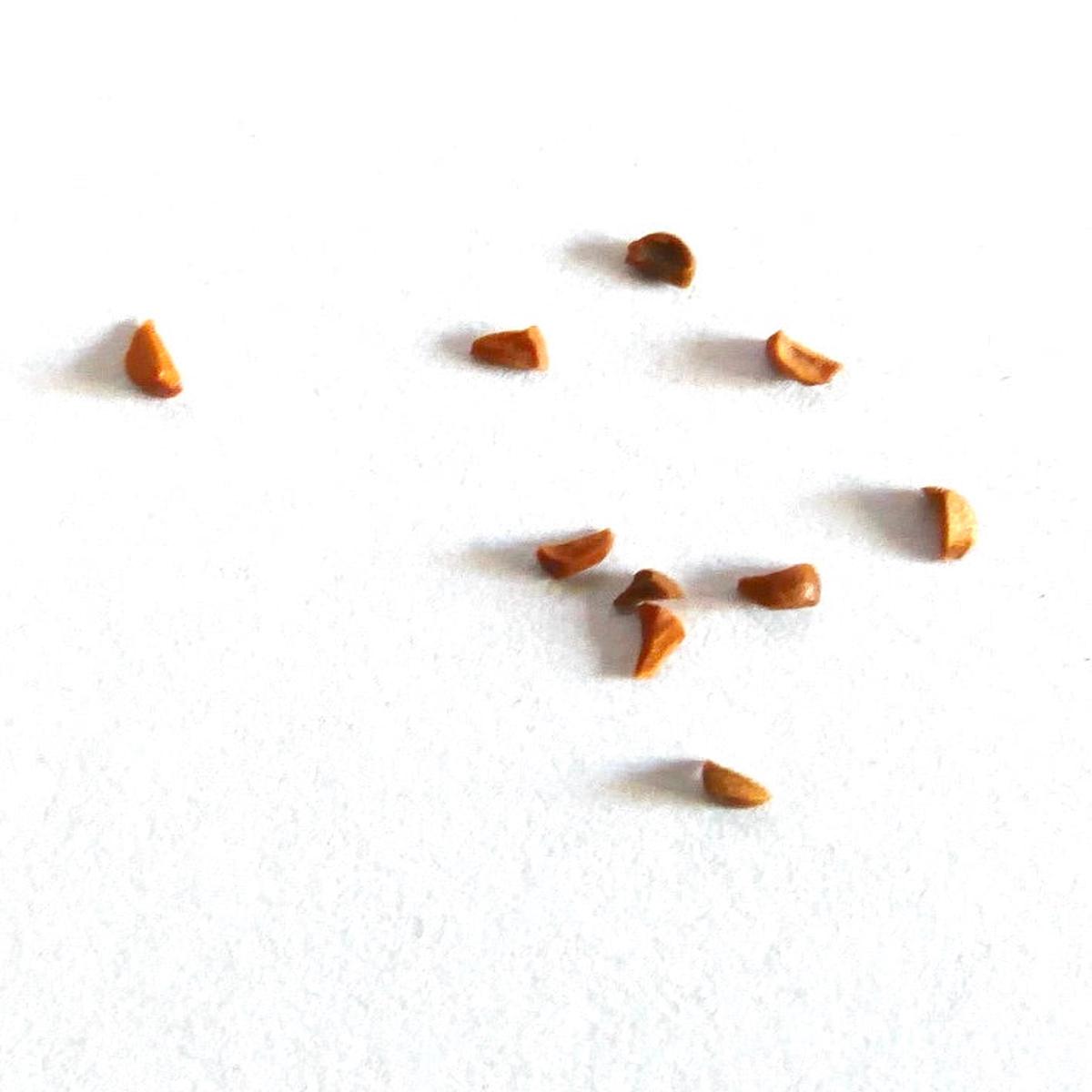 Eucalyptus cloeziana SEEDS - 10 Seeds