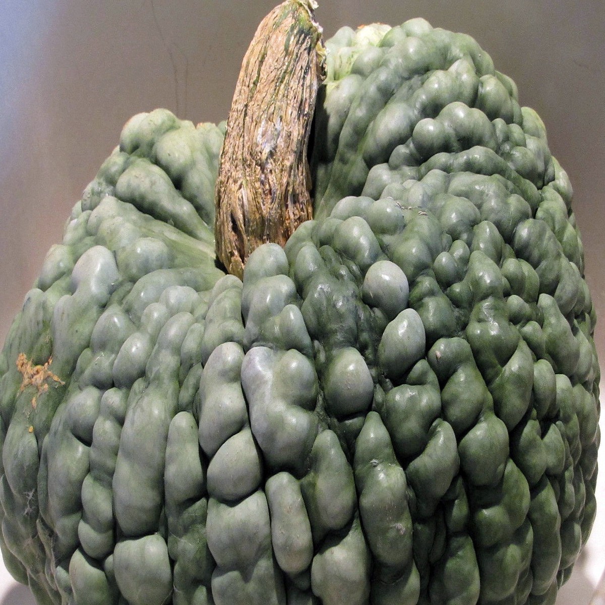Italian Marina Di Chioggia Pumpkin 15 Seeds