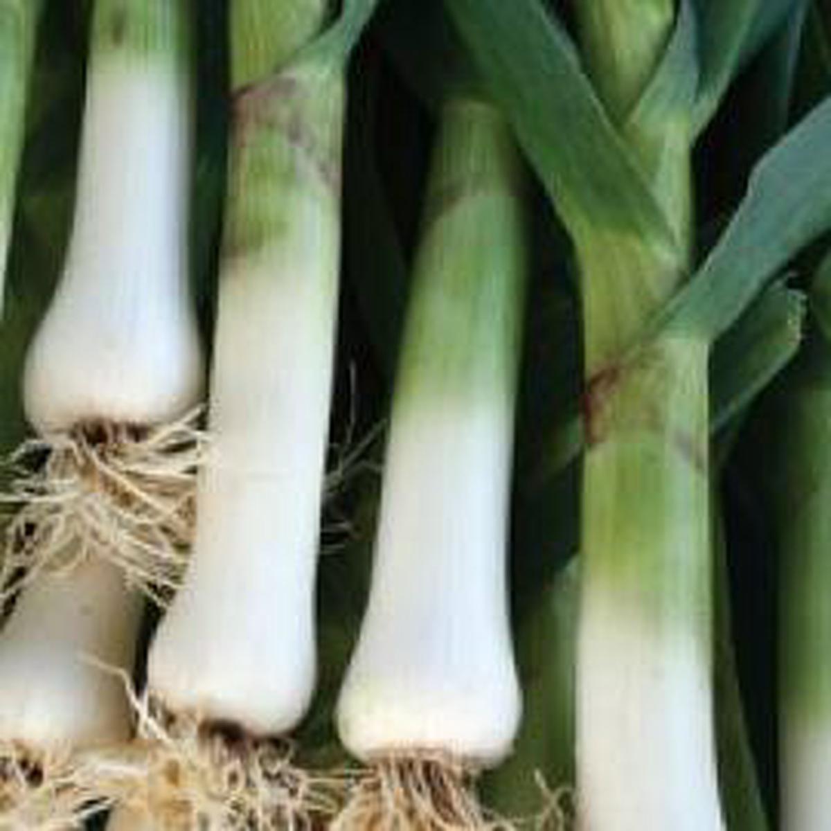 Leek Giant Musselburg - Aimer's Organic Seeds