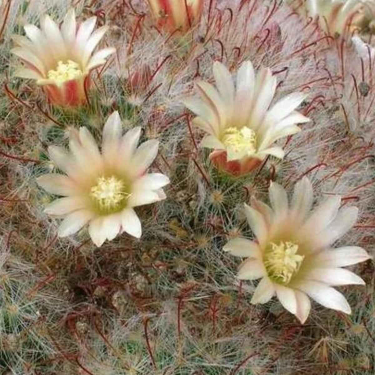 Mammillaria aurihamata SEEDS