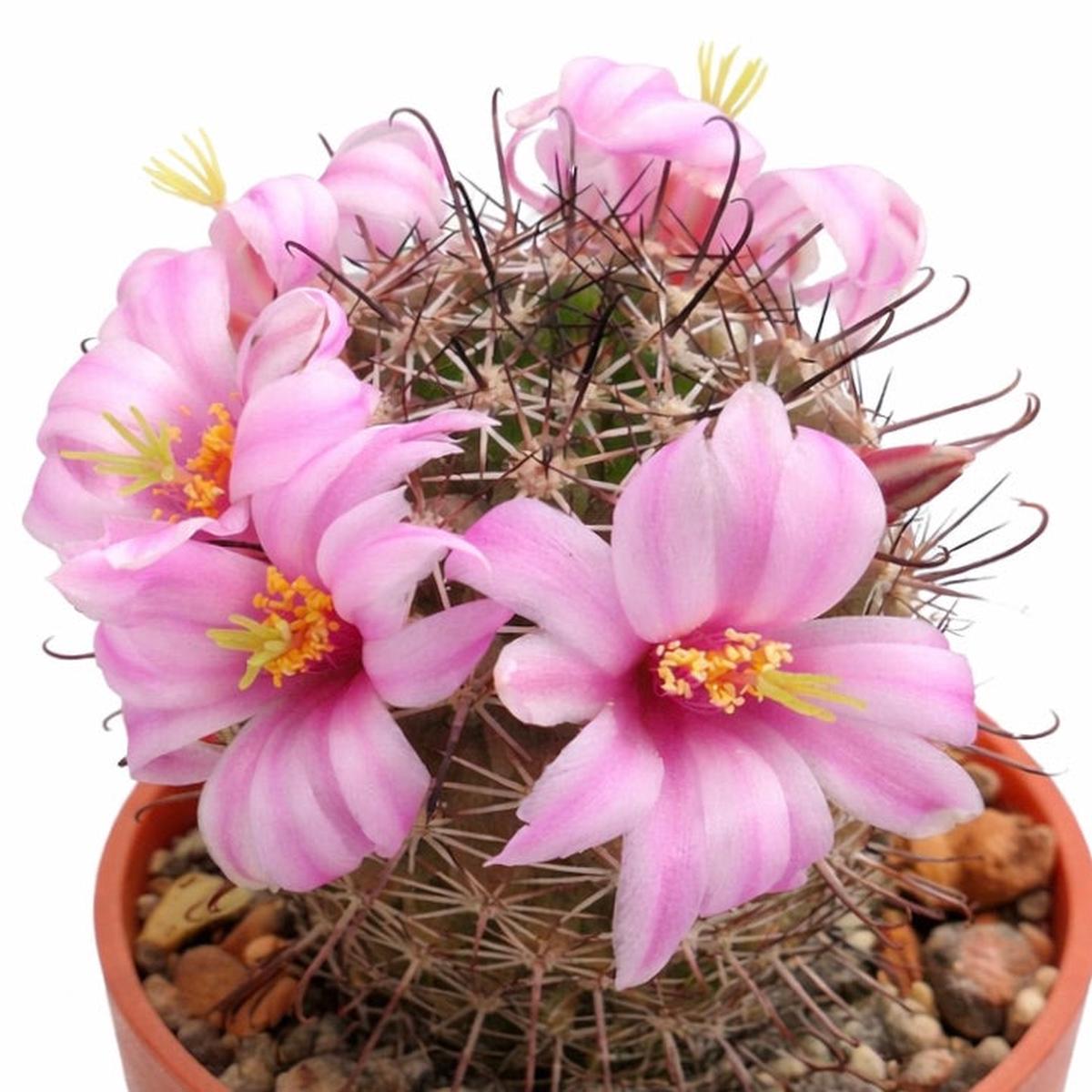 Mammillaria shurliana SEEDS