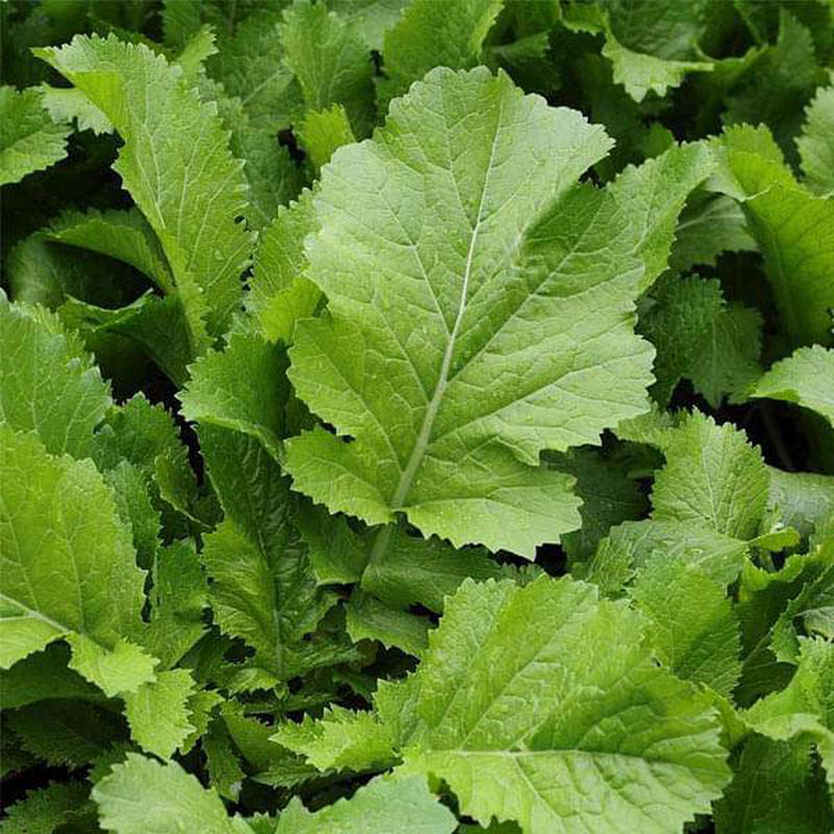 Mustard Sarso Saag Leaves 8211 Vegetable Seeds