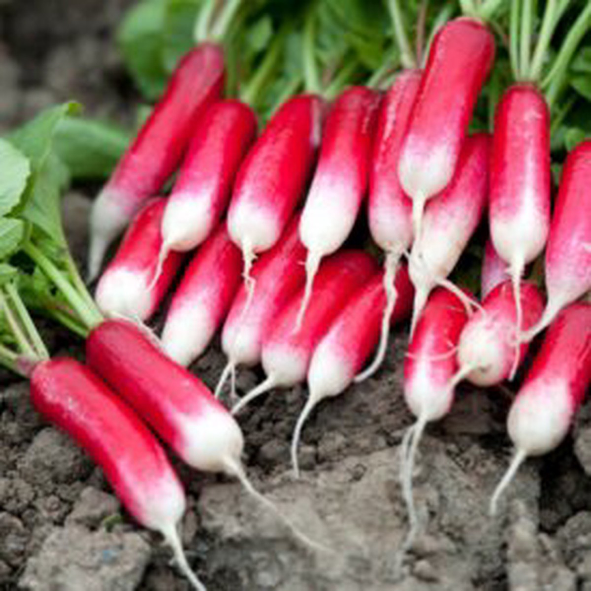 Radish French Breakfast - Ontario Seed Company
