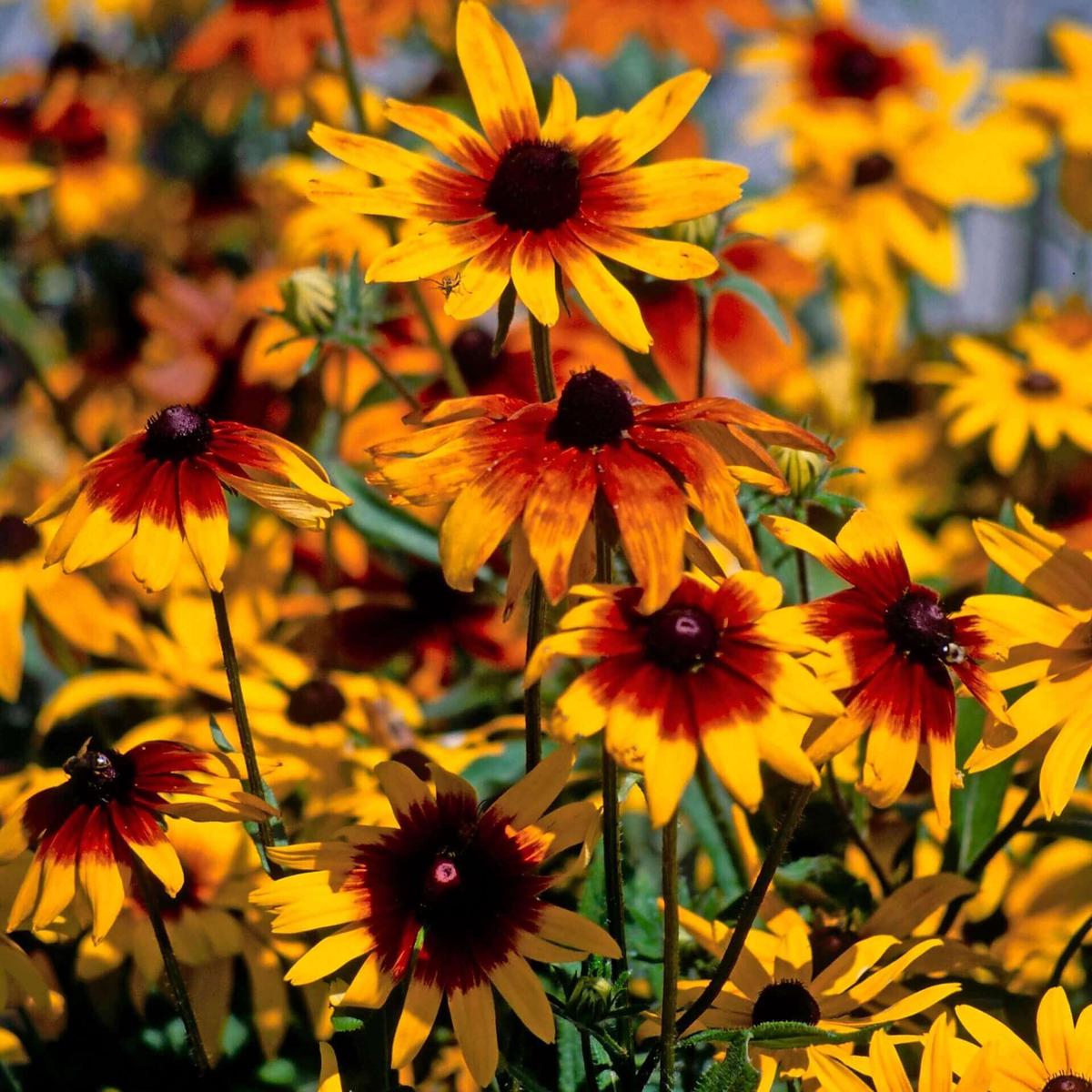 Rudbeckia Autumn Forest - Ontario Seed Company