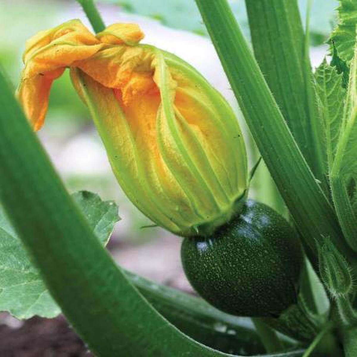 Squash: Eight Ball F1