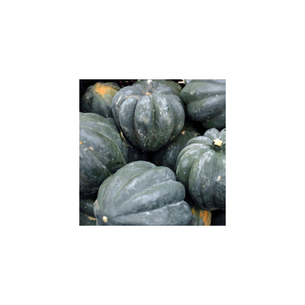 Squash Table Queen Organic Seeds | OSC Seeds