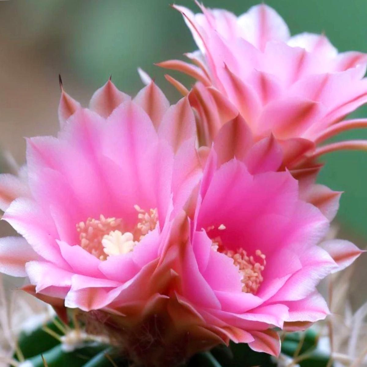 Acanthocalycium australis SEEDS