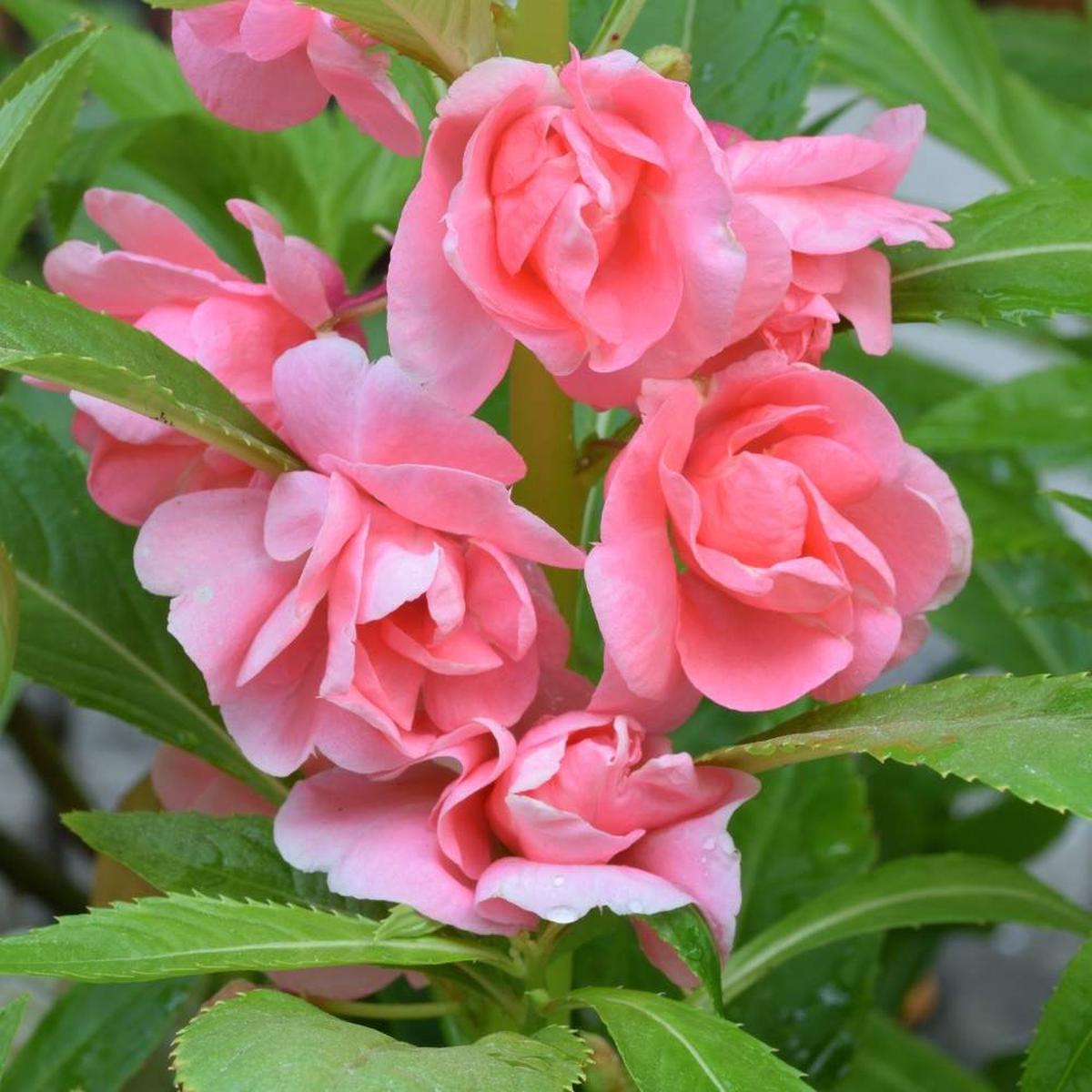 Balsam Flower Seeds Colorful Annual Shade-Tolerant Variety