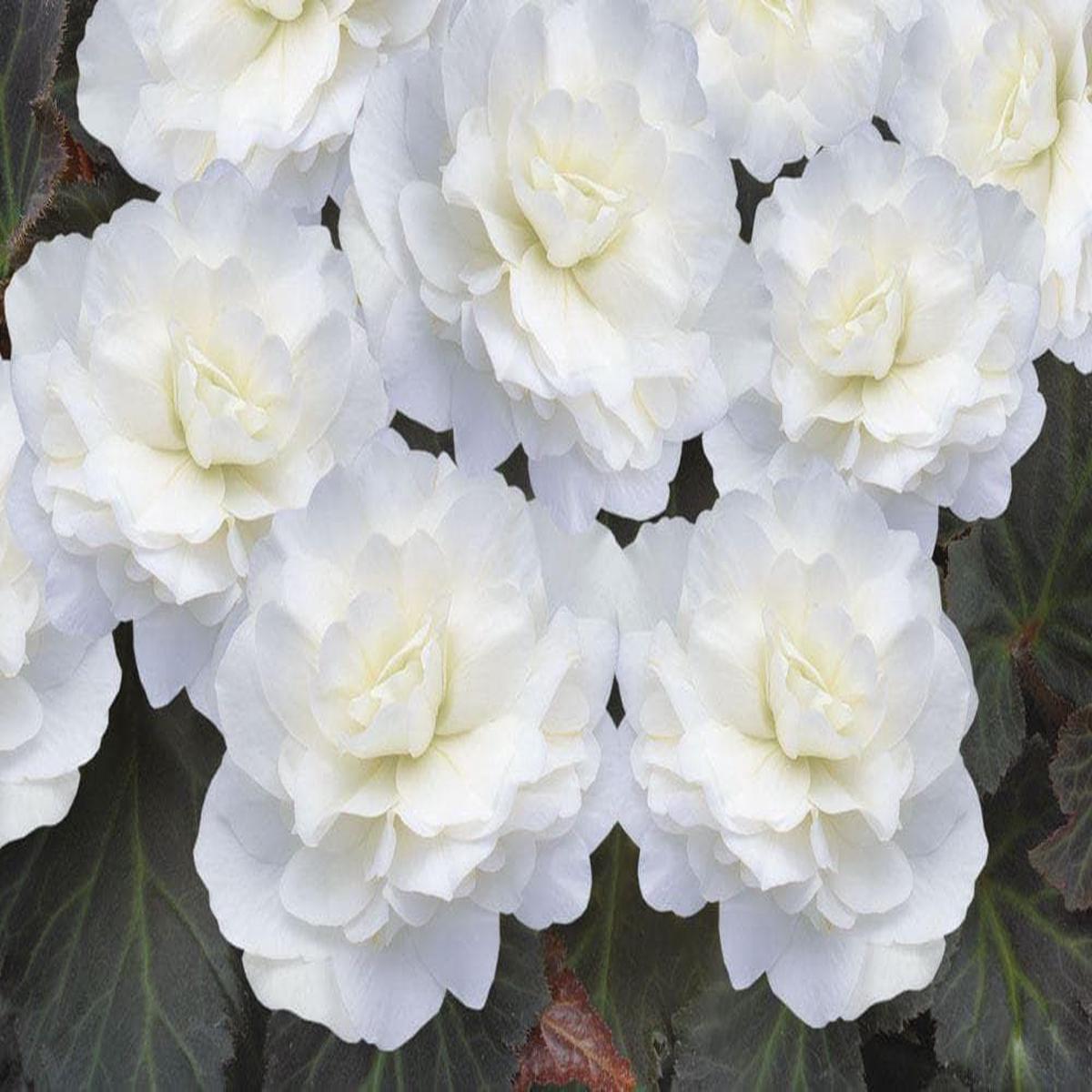 Begonia Nonstop Mocca Deep White F1 Hybrid Seeds