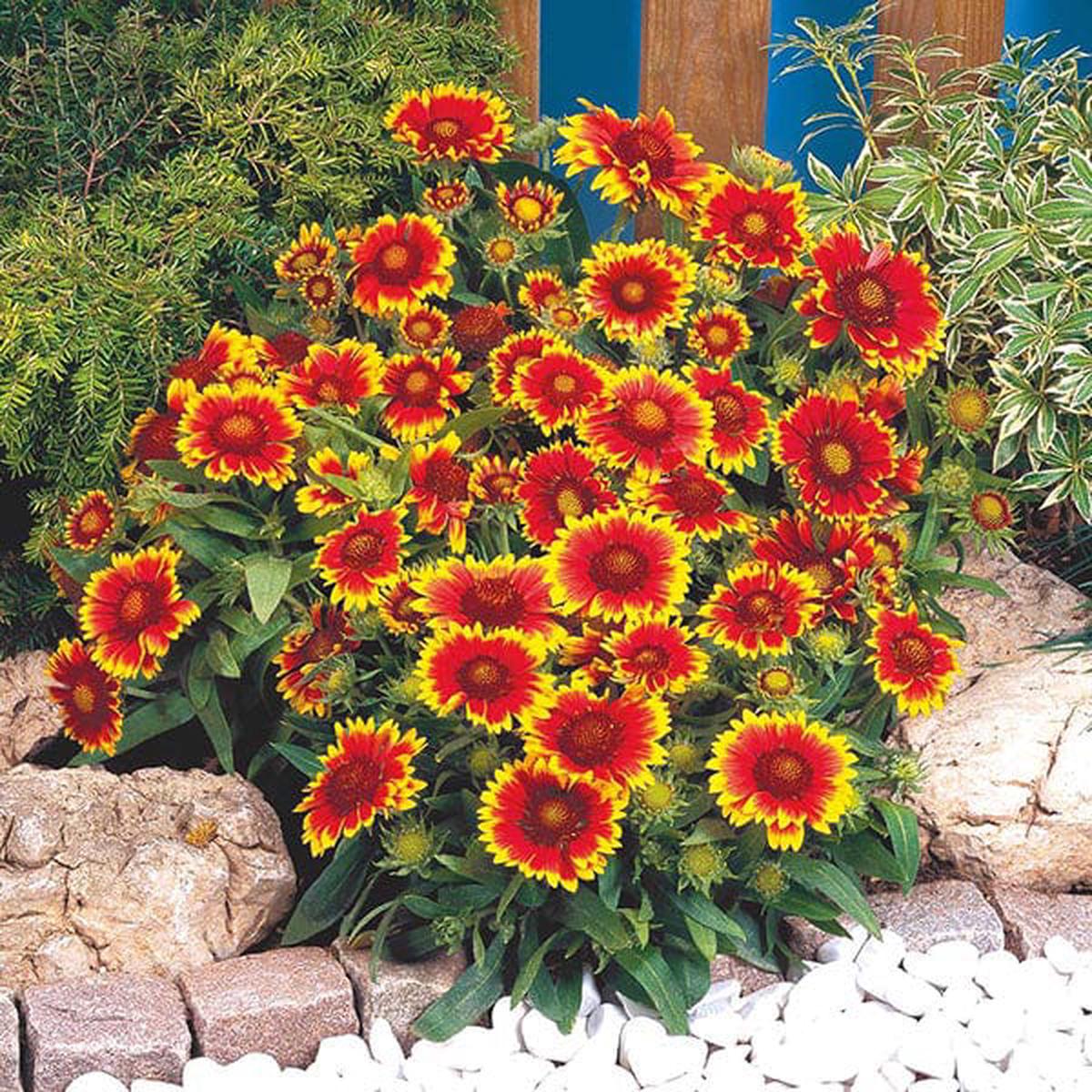 Gaillardia Torchlight - Mr. Fothergill's Seeds