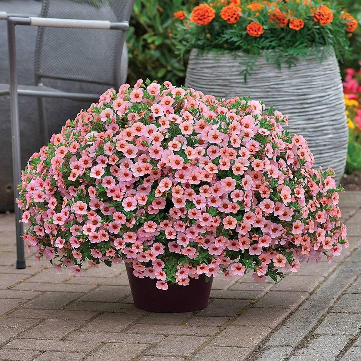 Kabloom Light Pink Blast Calibrachoa Seeds