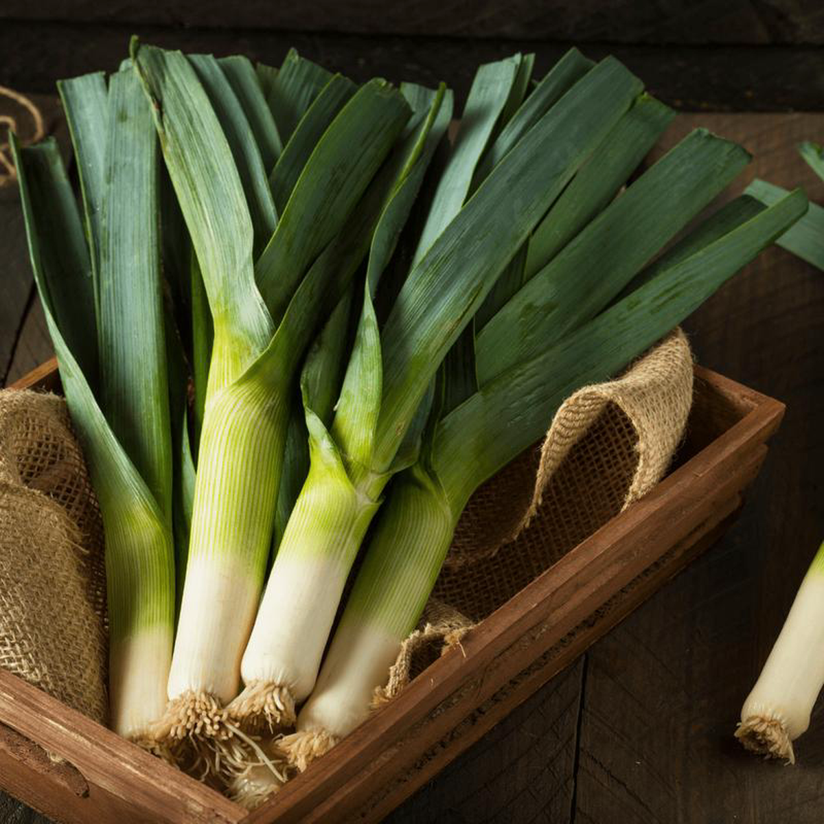 Leek Lancia 8211 Salt Spring Seeds
