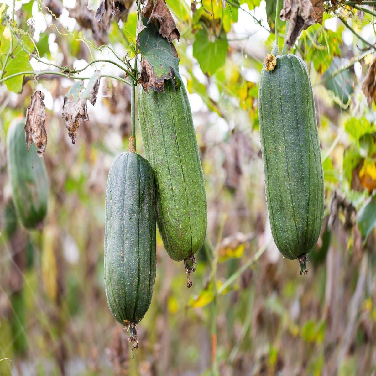 Luffa cylindrica Loofah Seeds