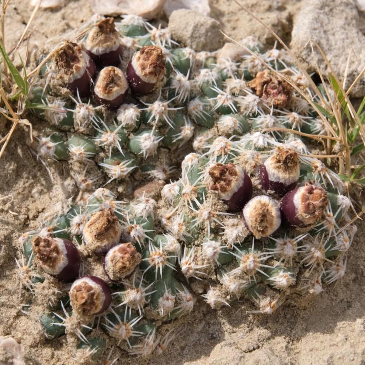Pediocactus winkleri LZ214 SEEDS