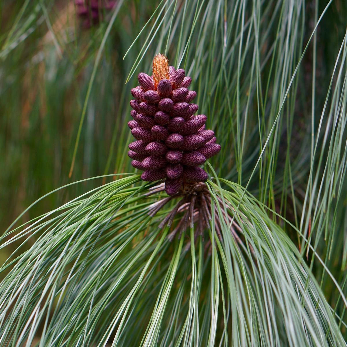 Pinus pseudostrobus SEEDS