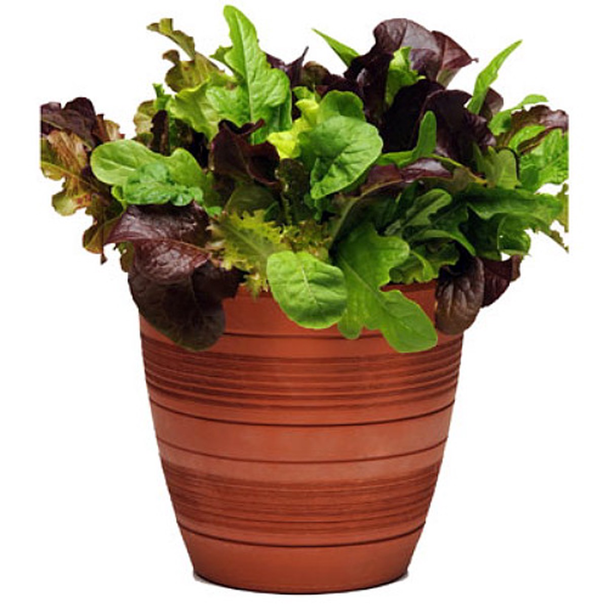 SimplySalad Seeds City Garden Mix - Pellitized Seed