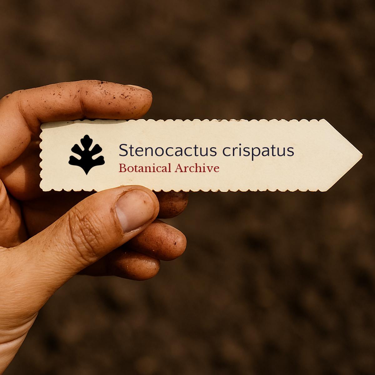 Stenocactus crispatus SEEDS