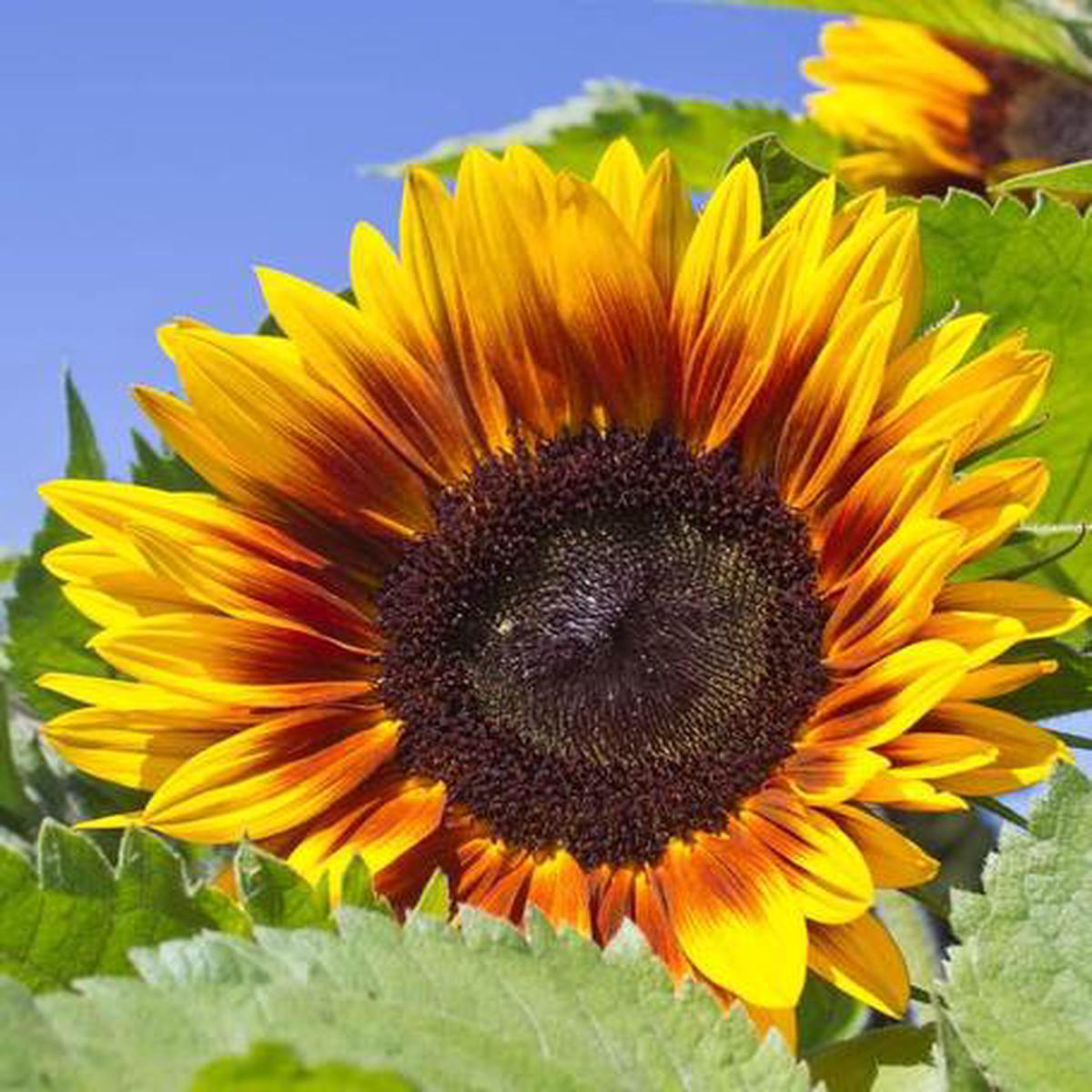 Sunflower 8211 Solar Power