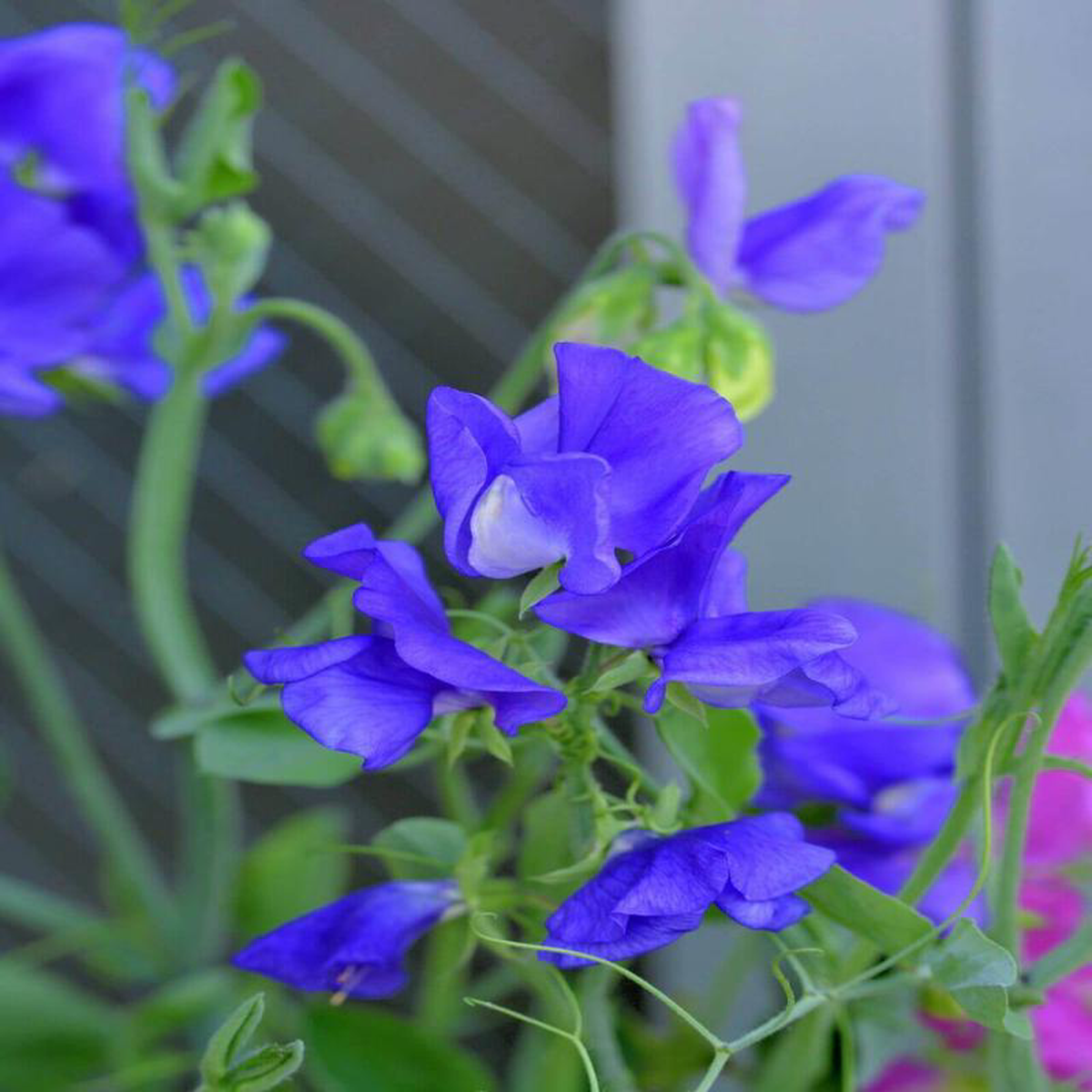 Sweet Pea Mid Blue Elegance 8211 Ontario Seed Company