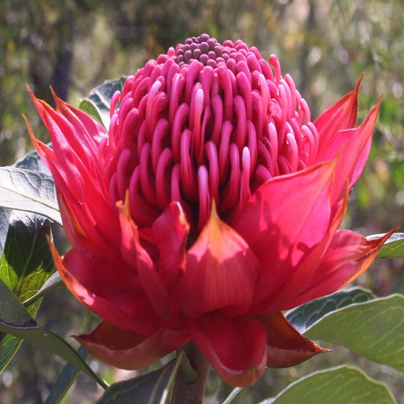 Telopea speciosissima - New South Wales waratah - 5 seeds