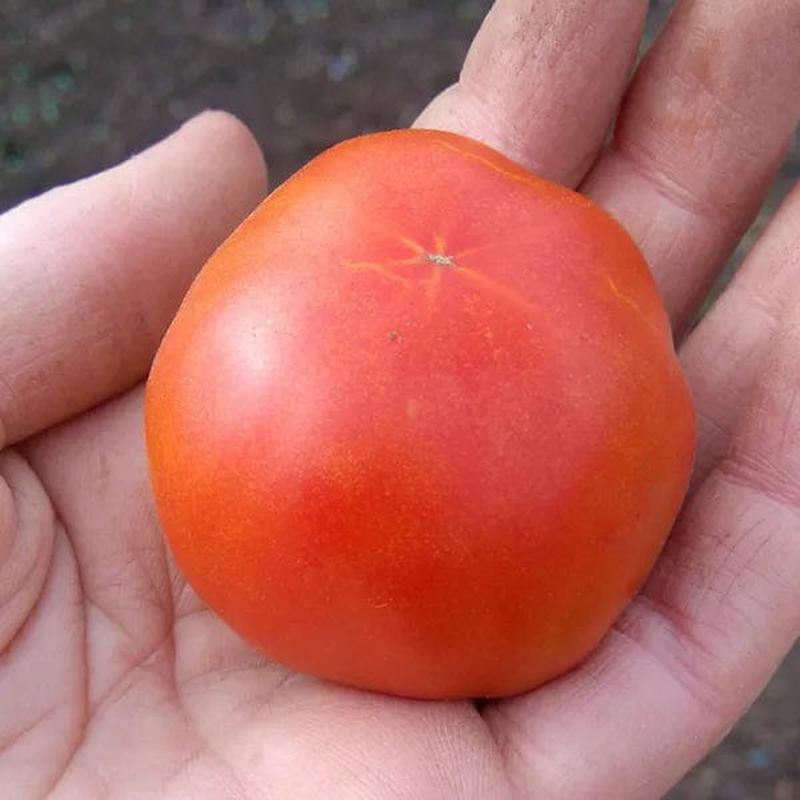 Tomato Stupice - Saanich Organics