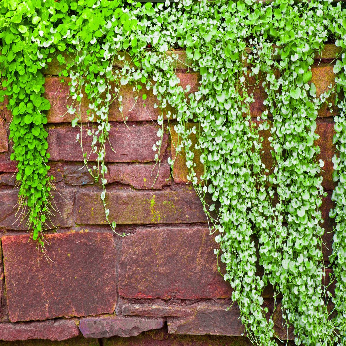 1000 DICHONDRA Repens aka Lawn Leaf Flower Evergreen Ground Cover Seeds