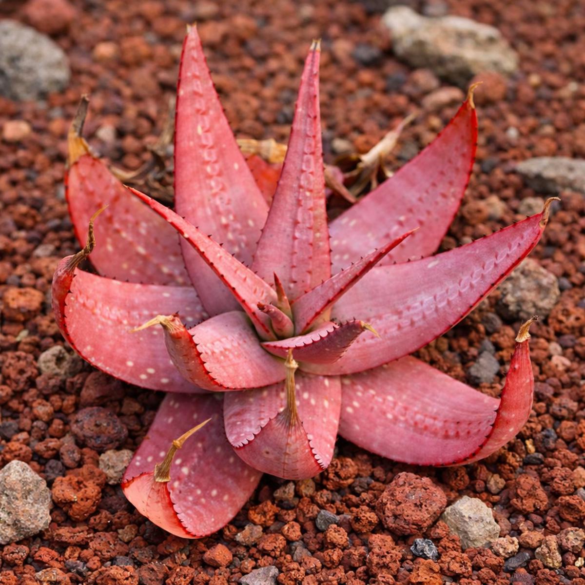 Aloe microstigma SEEDS