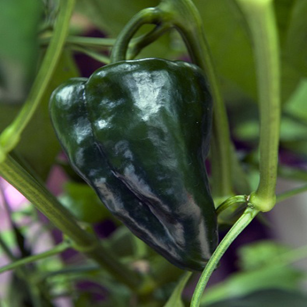 Ancho San Luis Pepper - 20 Seeds - Mildly Hot