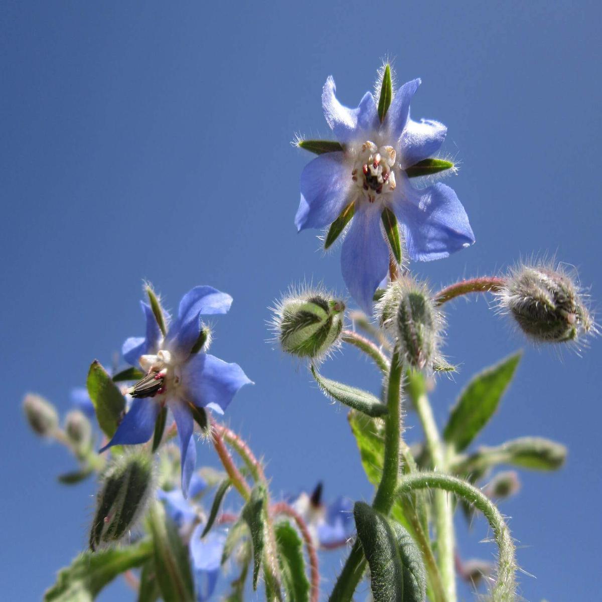 Borage - Ontario Seed Company