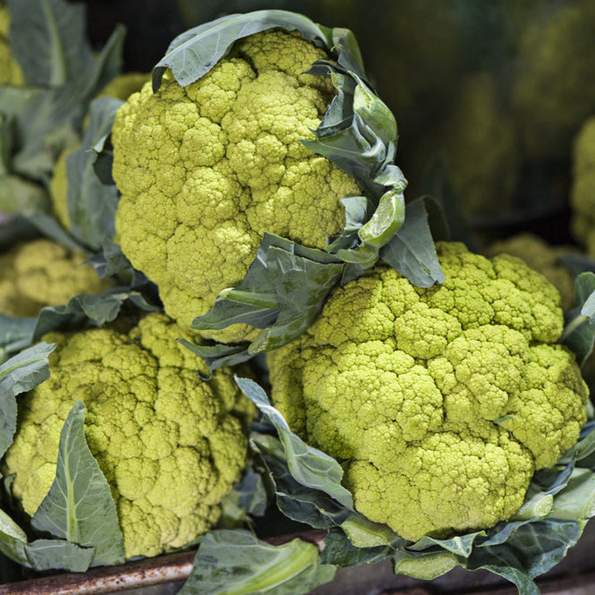 Cauliflower Macerata Green Vegetable | X 80 Seeds