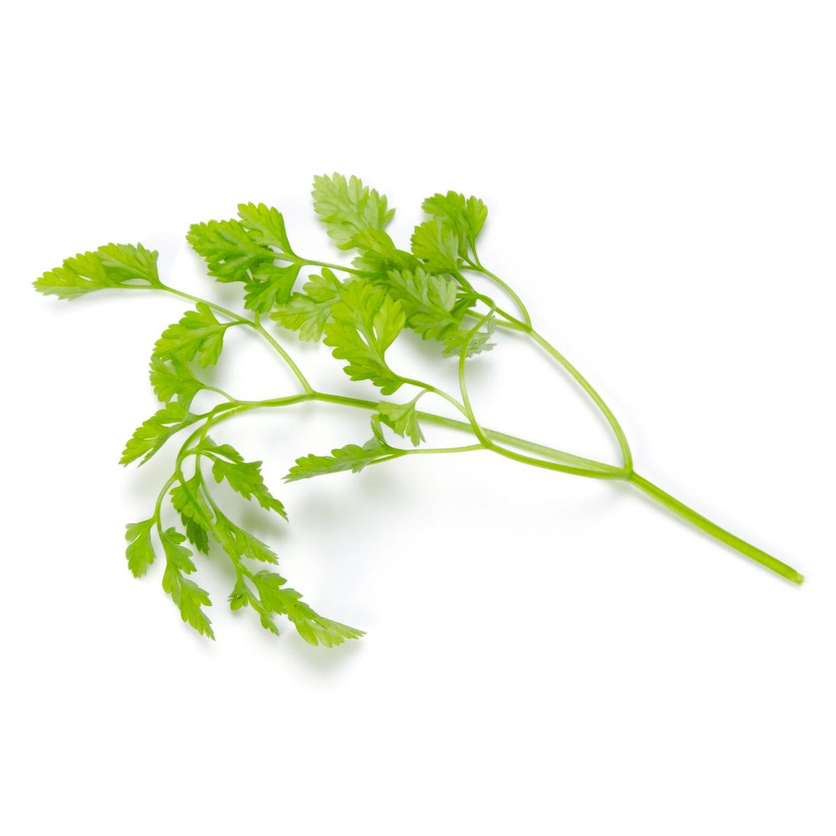Chervil Seeds | West Coast Seeds