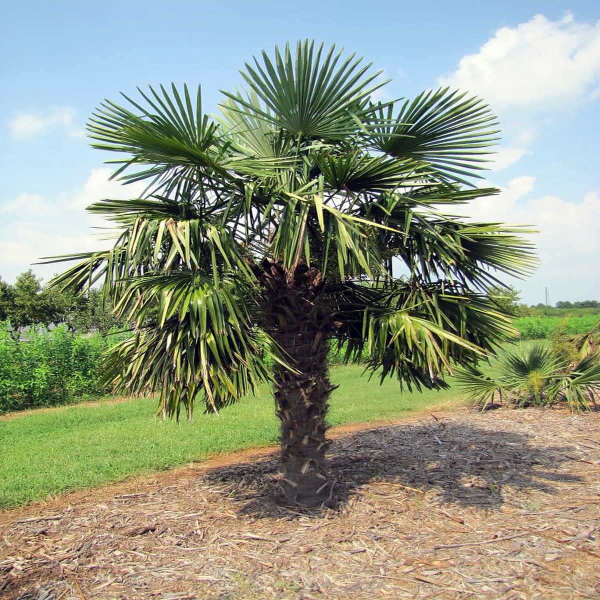 Chinese Windmill Palm 10 Seeds - Trachycarpus