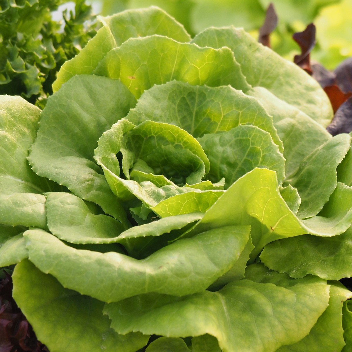 Green oak leaf lettuce 'Panisse'