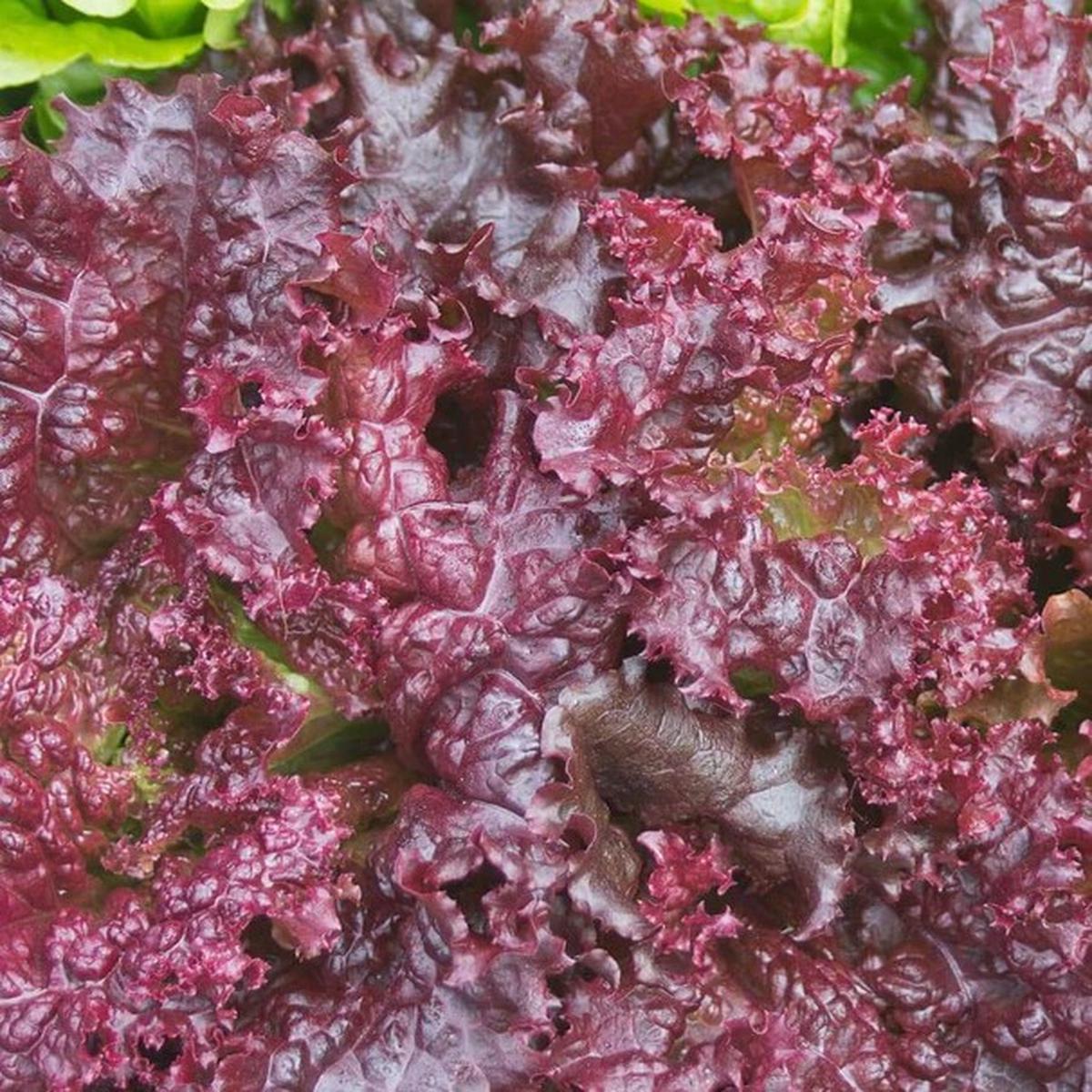 Lettuce - Darkness
