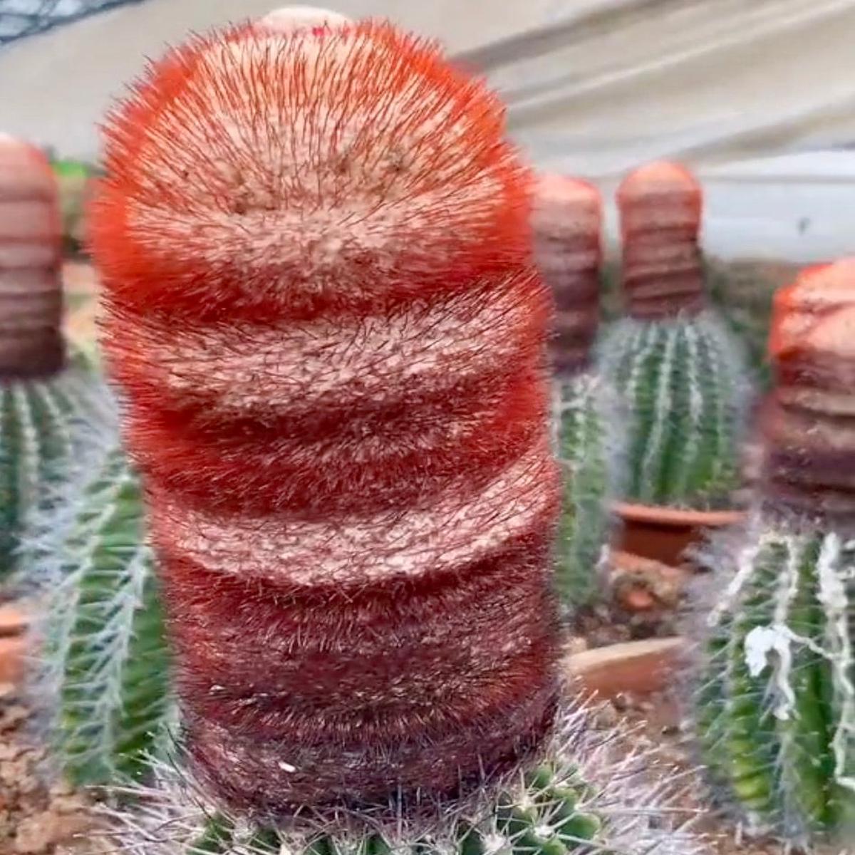 Melocactus amoenus SEEDS